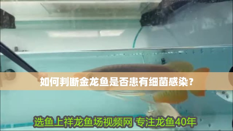 如何判斷金龍魚是否患有細菌感染？
