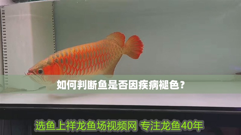 如何判斷魚(yú)是否因疾病褪色？ 如何判斷魚(yú)是否因疾病褪色？ 龍魚(yú)百科