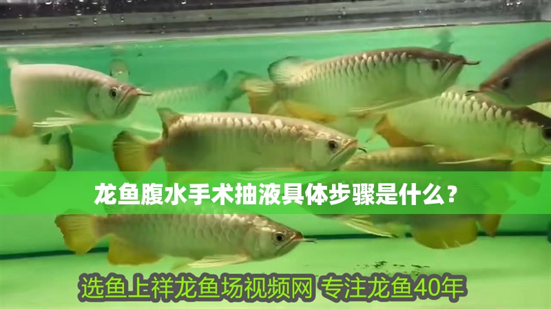 龍魚腹水手術抽液具體步驟是什么？