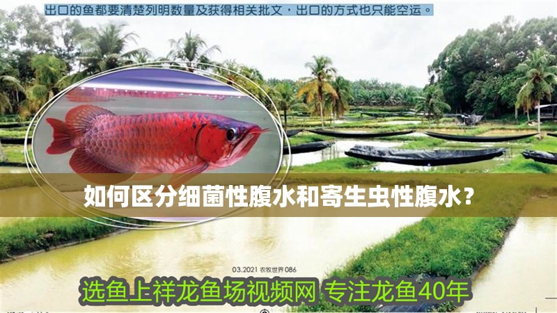 如何區分細菌性腹水和寄生蟲性腹水？