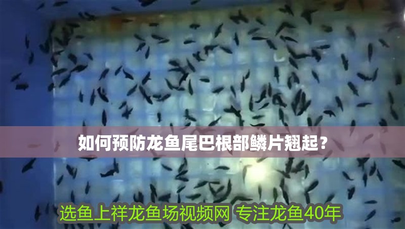 如何預防龍魚尾巴根部鱗片翹起？