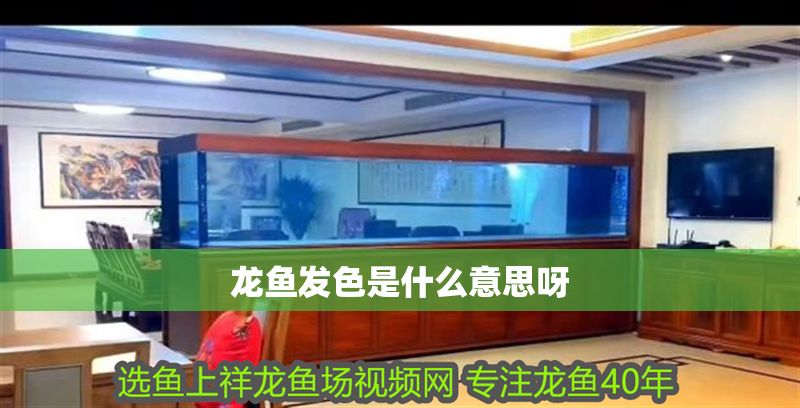 龍魚發(fā)色是什么意思呀