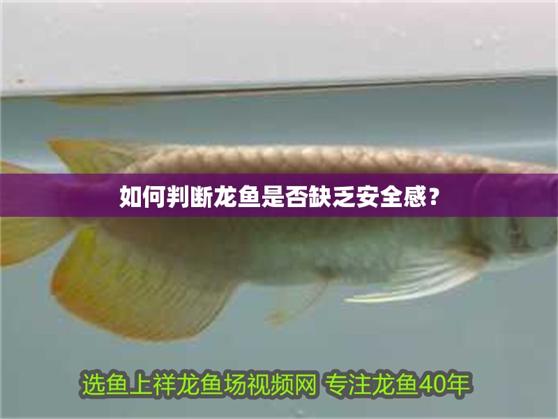 如何判斷龍魚是否缺乏安全感？