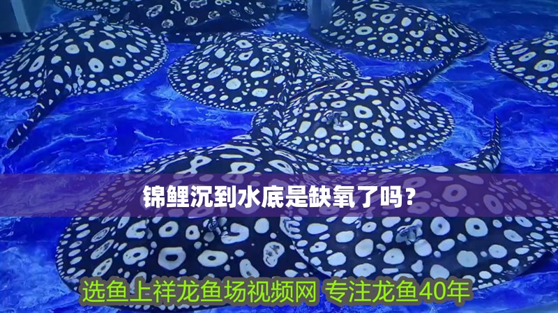 錦鯉沉到水底是缺氧了嗎？