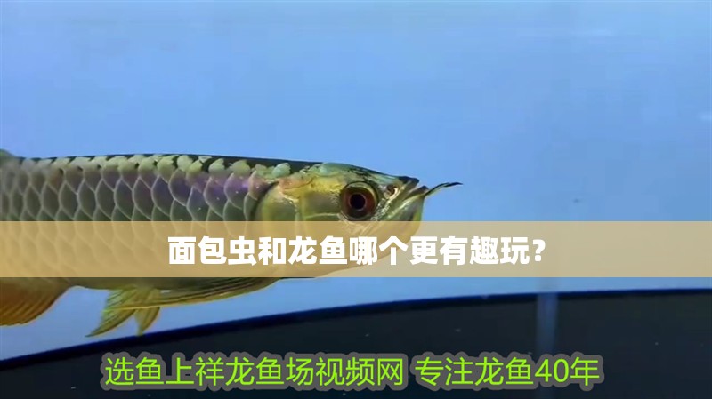 面包蟲和龍魚哪個(gè)更有趣玩？