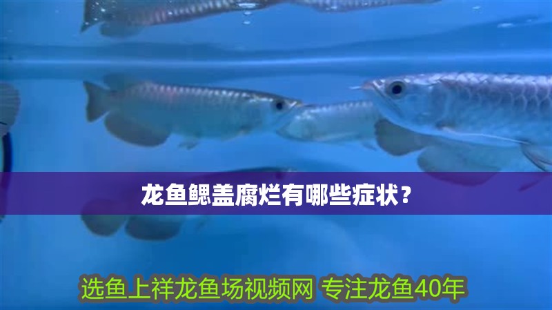 龍魚鰓蓋腐爛有哪些癥狀？