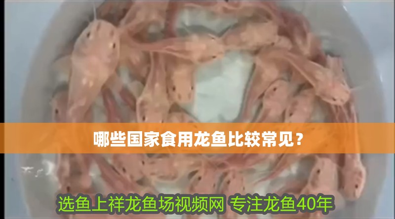 哪些國家食用龍魚比較常見？