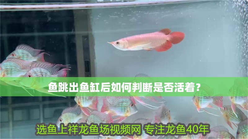 魚跳出魚缸后如何判斷是否活著？