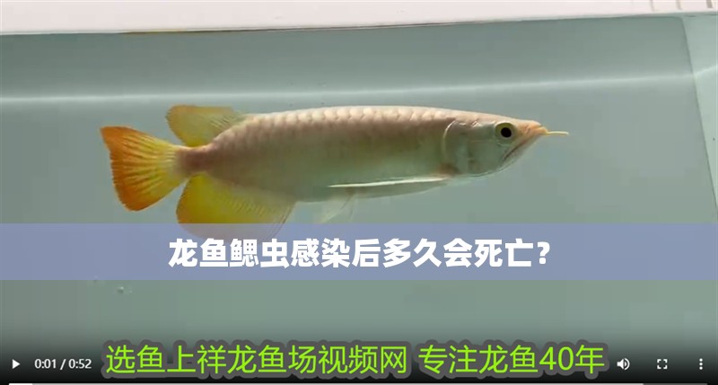 龍魚鰓蟲感染后多久會死亡？