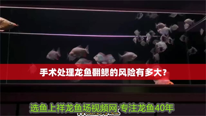 手術處理龍魚翻鰓的風險有多大？