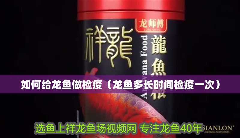 如何給龍魚做檢疫（龍魚多長時間檢疫一次）