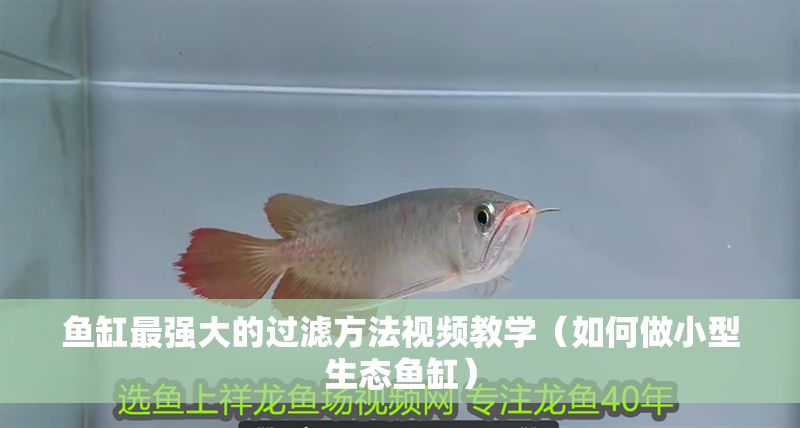 魚缸最強大的過濾方法視頻教學（如何做小型生態魚缸）
