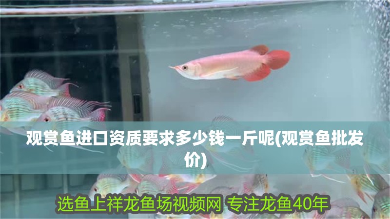 觀賞魚進口資質要求多少錢一斤呢(觀賞魚批發價)