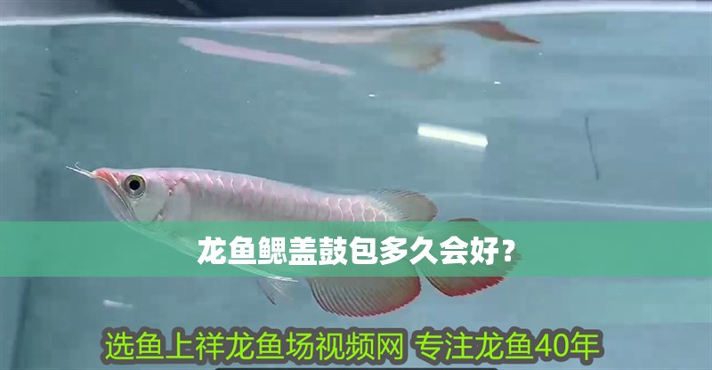 龍魚鰓蓋鼓包多久會好？