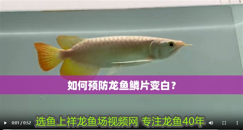 如何預(yù)防龍魚鱗片變白？
