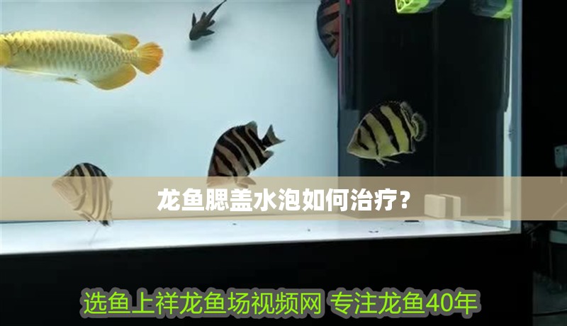 龍魚腮蓋水泡如何治療？
