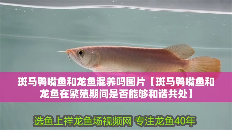 斑馬鴨嘴魚和龍魚混養嗎圖片【斑馬鴨嘴魚和龍魚在繁殖期間是否能夠和諧共處】