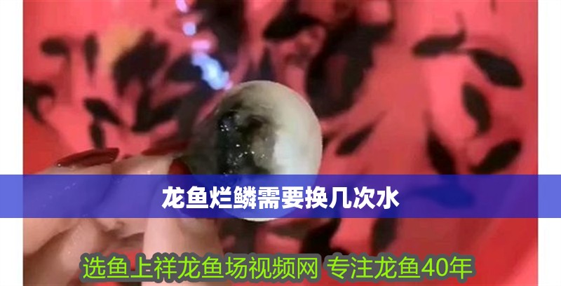 龍魚(yú)爛鱗需要換幾次水