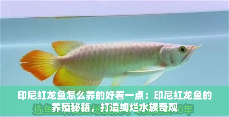 印尼紅龍魚怎么養(yǎng)的好看一點(diǎn)：印尼紅龍魚的養(yǎng)殖秘籍，打造絢爛水族奇觀