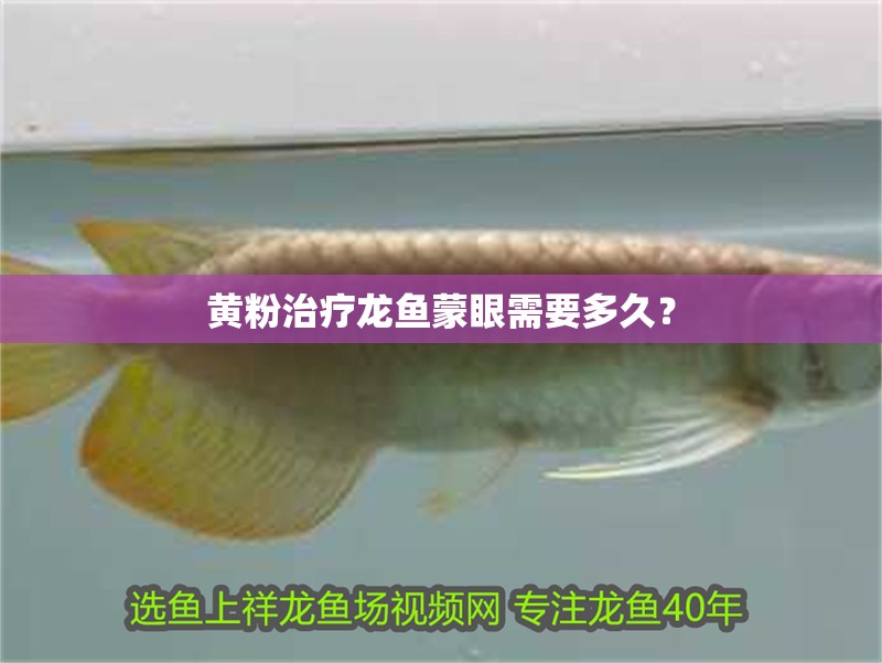 黃粉治療龍魚蒙眼需要多久？