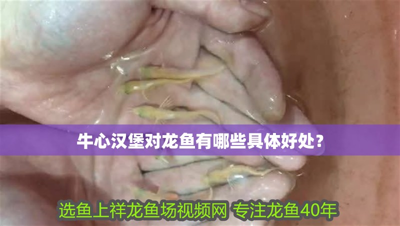 牛心漢堡對龍魚有哪些具體好處？