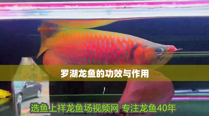 羅湖龍魚的功效與作用