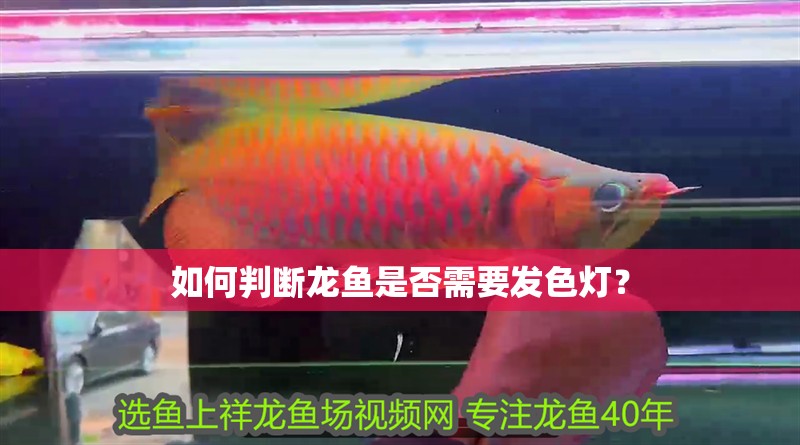 如何判斷龍魚是否需要發(fā)色燈？
