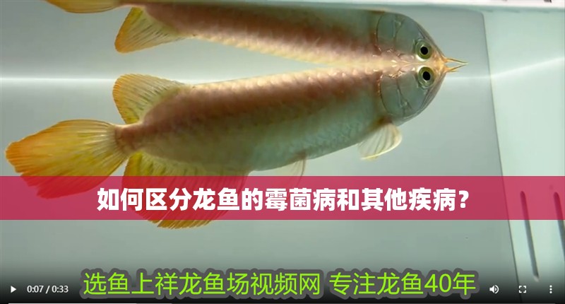 如何區分龍魚的霉菌病和其他疾病？