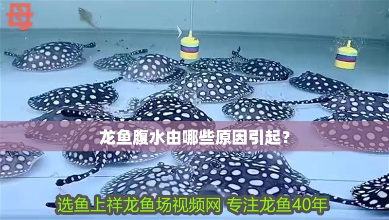 龍魚腹水由哪些原因引起？