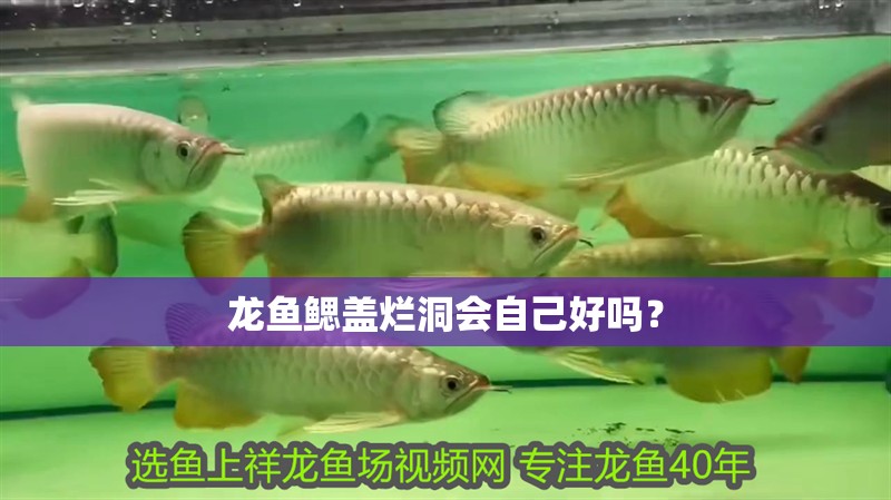 龍魚鰓蓋爛洞會(huì)自己好嗎？