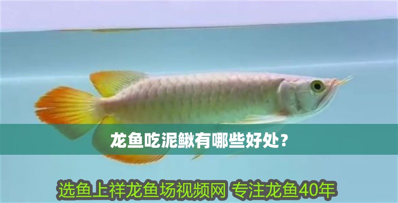 龍魚吃泥鰍有哪些好處？