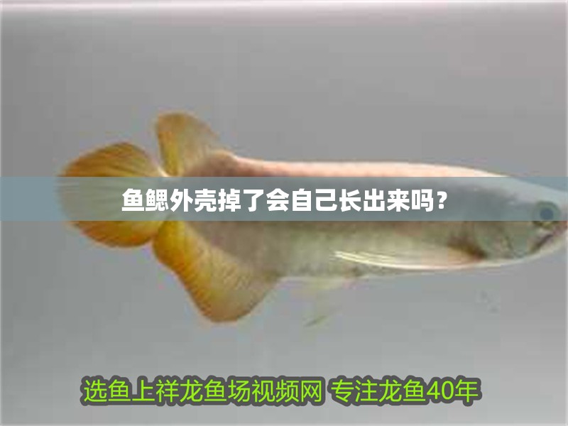 魚鰓外殼掉了會自己長出來嗎？