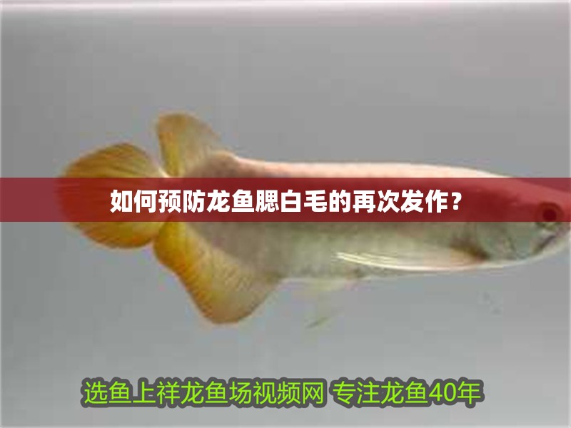如何預防龍魚腮白毛的再次發作？