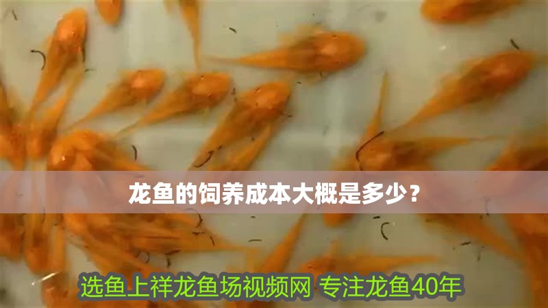 龍魚的飼養成本大概是多少？