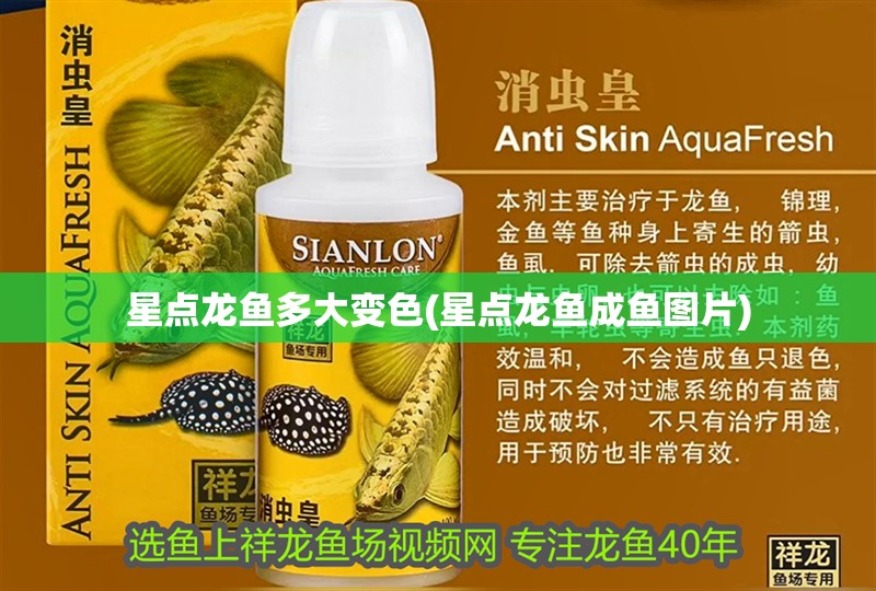 星點龍魚多大變色(星點龍魚成魚圖片)