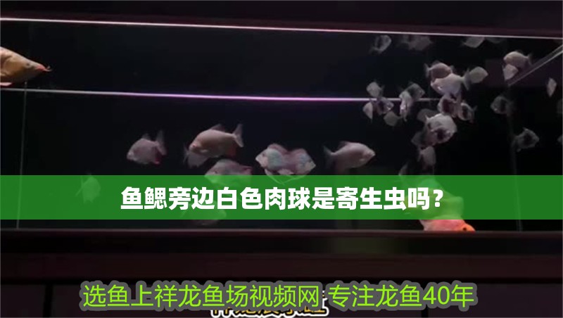 魚鰓旁邊白色肉球是寄生蟲嗎？ 魚鰓旁邊白色肉球是寄生蟲嗎？ 龍魚百科