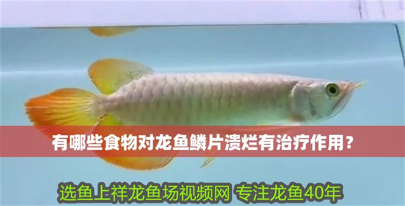 有哪些食物對龍魚鱗片潰爛有治療作用？