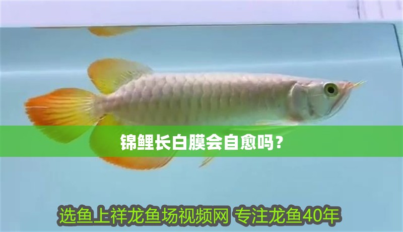 錦鯉長白膜會自愈嗎？