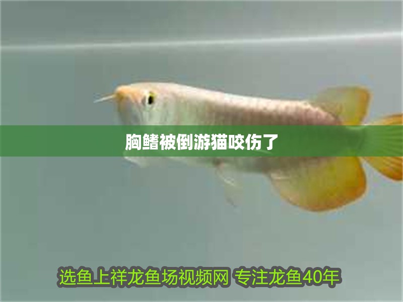 胸鰭被倒游貓咬傷了