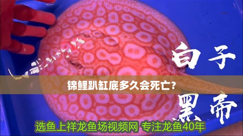 錦鯉趴缸底多久會死亡？