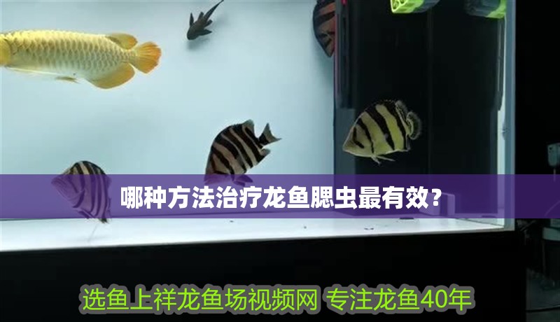哪種方法治療龍魚腮蟲最有效？