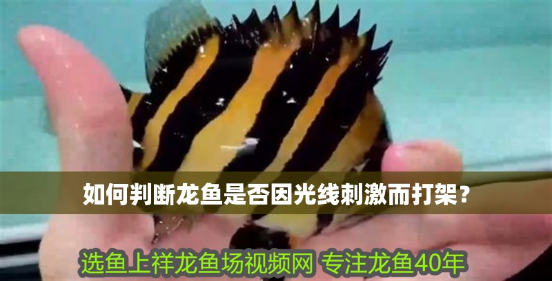 如何判斷龍魚是否因光線刺激而打架？