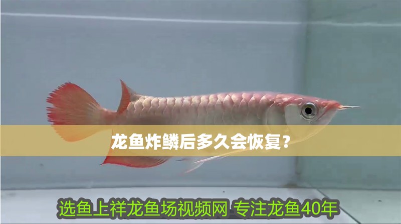 龍魚炸鱗后多久會恢復？ 龍魚炸鱗后多久會恢復？ 龍魚百科