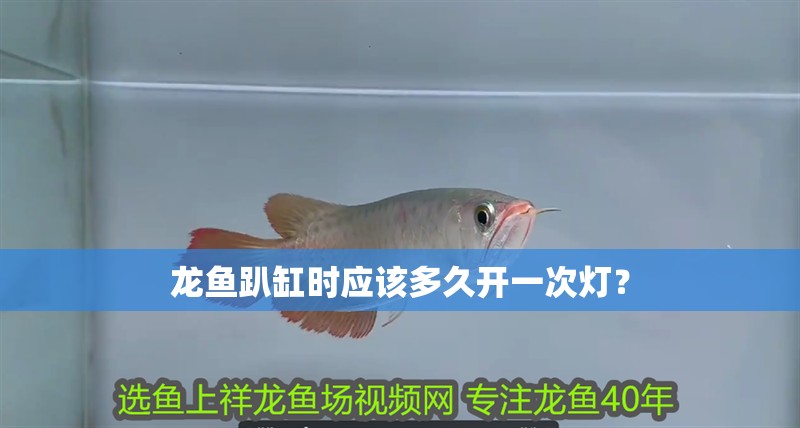 龍魚趴缸時應該多久開一次燈？ 龍魚趴缸時應該多久開一次燈？ 龍魚百科
