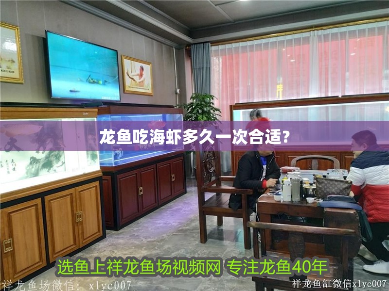龍魚吃海蝦多久一次合適？