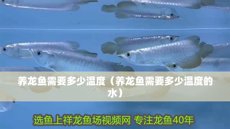 養(yǎng)龍魚(yú)需要多少溫度（養(yǎng)龍魚(yú)需要多少溫度的水）