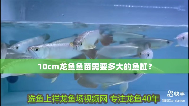 10cm龍魚魚苗需要多大的魚缸？