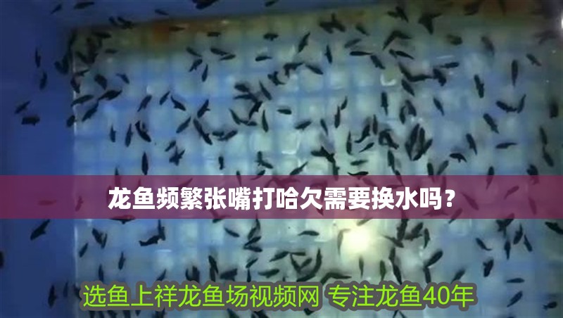 龍魚頻繁張嘴打哈欠需要換水嗎？ 龍魚頻繁張嘴打哈欠需要換水嗎？ 龍魚百科