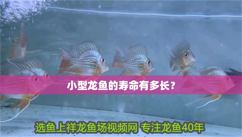 小型龍魚(yú)的壽命有多長(zhǎng)？