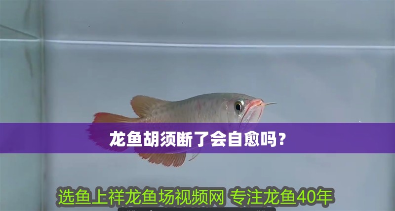 龍魚胡須斷了會自愈嗎？